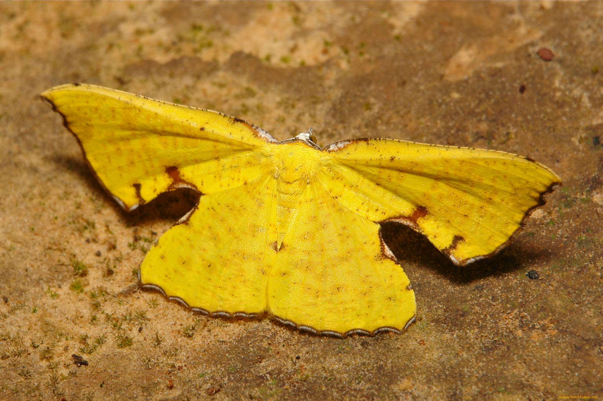 , ,  ,  , itchydogimages, , , 